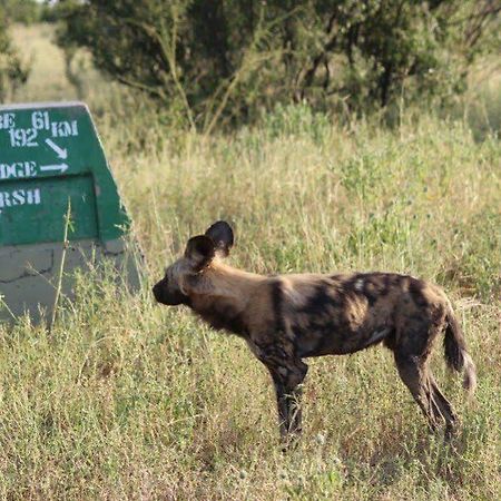 Готель Camp Savuti Екстер'єр фото